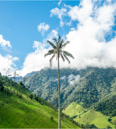 Palma de cera en el Valle de Cocora, Quindío